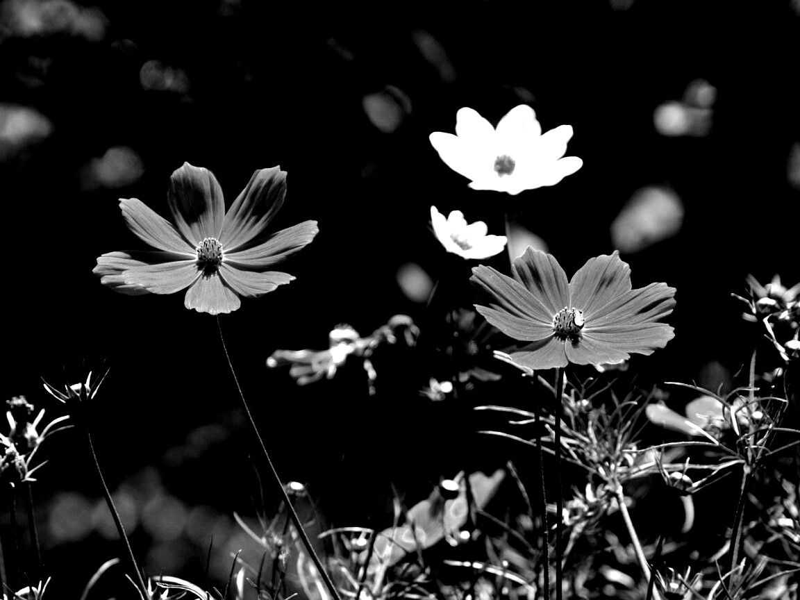 Белые и розовые цветочки обои