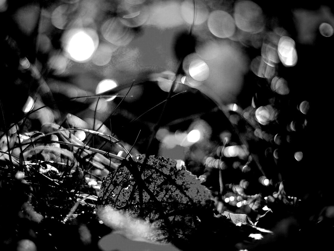 Опавший лист в траве обои