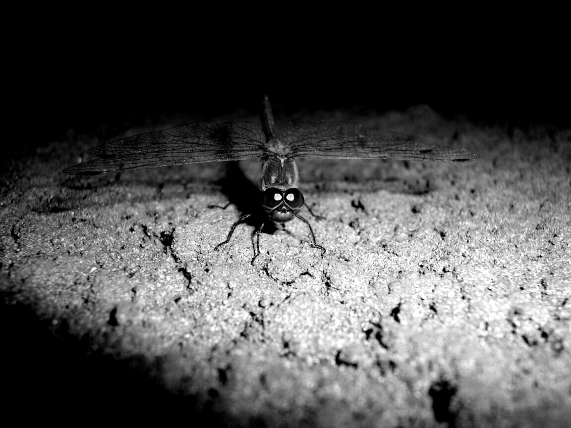 Стрекоза обои