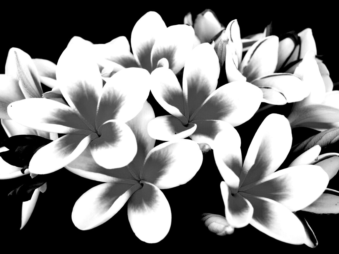 Прекрасные цветы обои