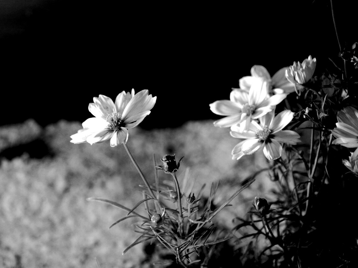 Полевой цветок обои