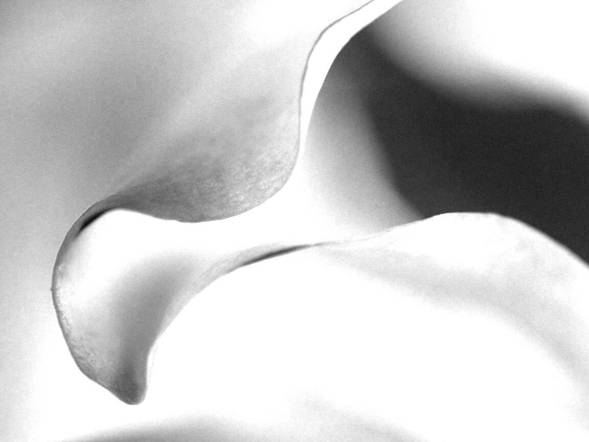 Оттенки природы обои