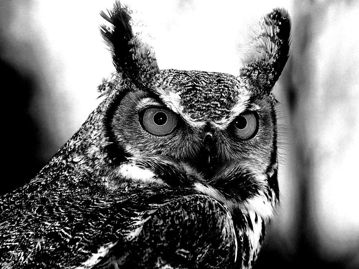 Орлиная сова обои