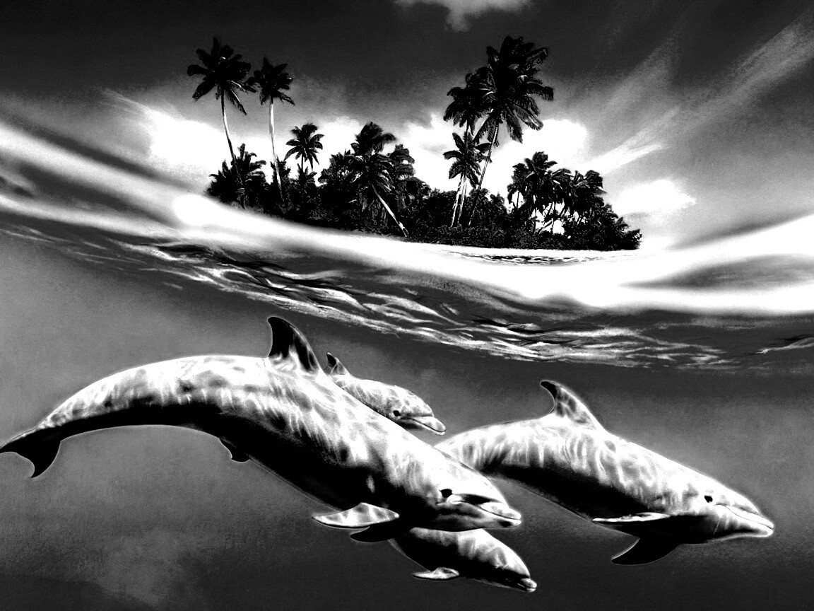 Остров дельфинов обои