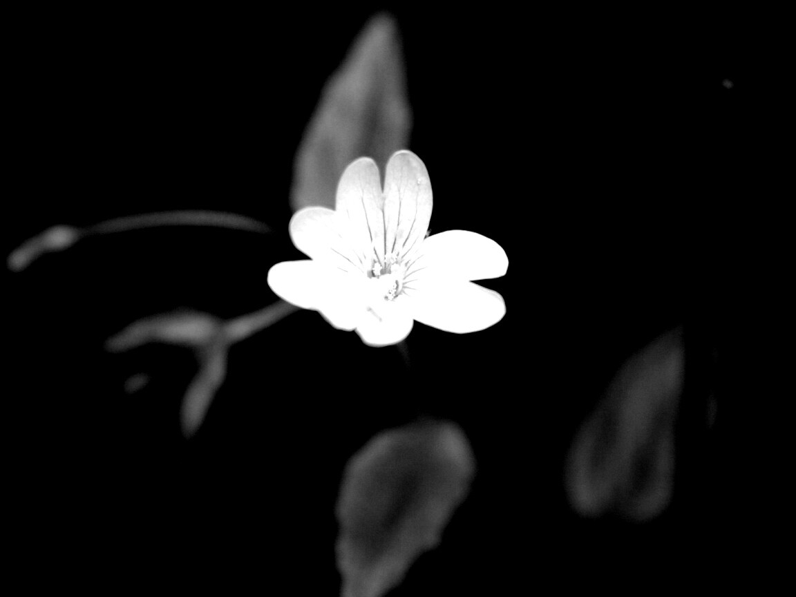 Маленький цветок в макро обои