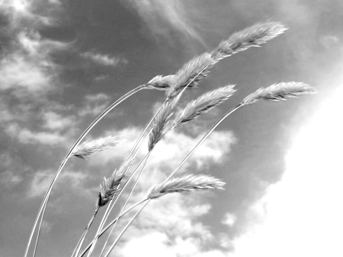 Колосья обои