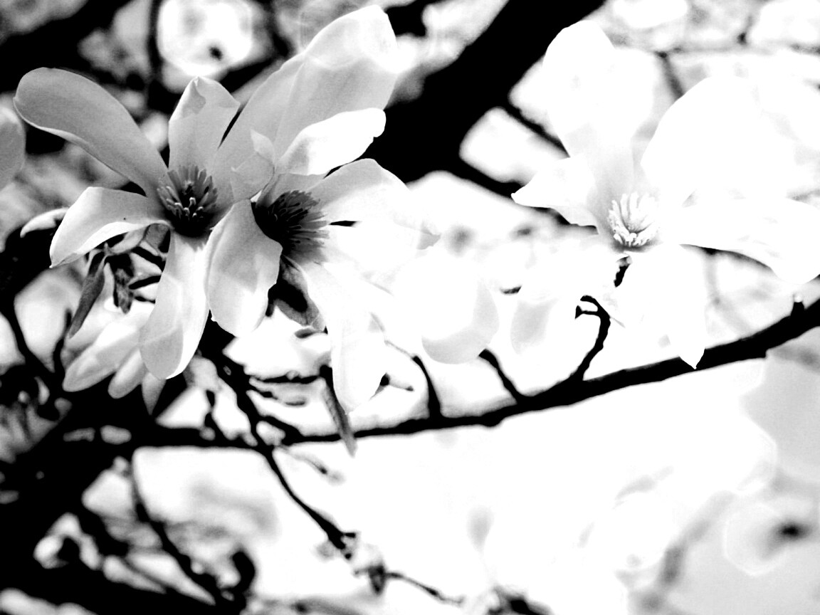 Цветы вишневого дерева обои