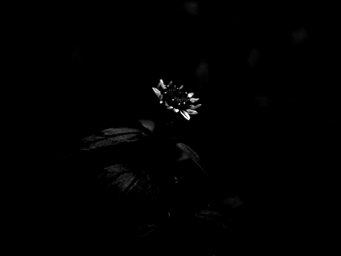 Фотография цветка обои