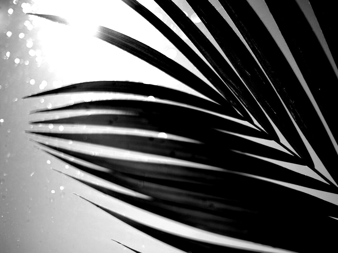 Солнце просвечивает сквозь пальмовый лист обои