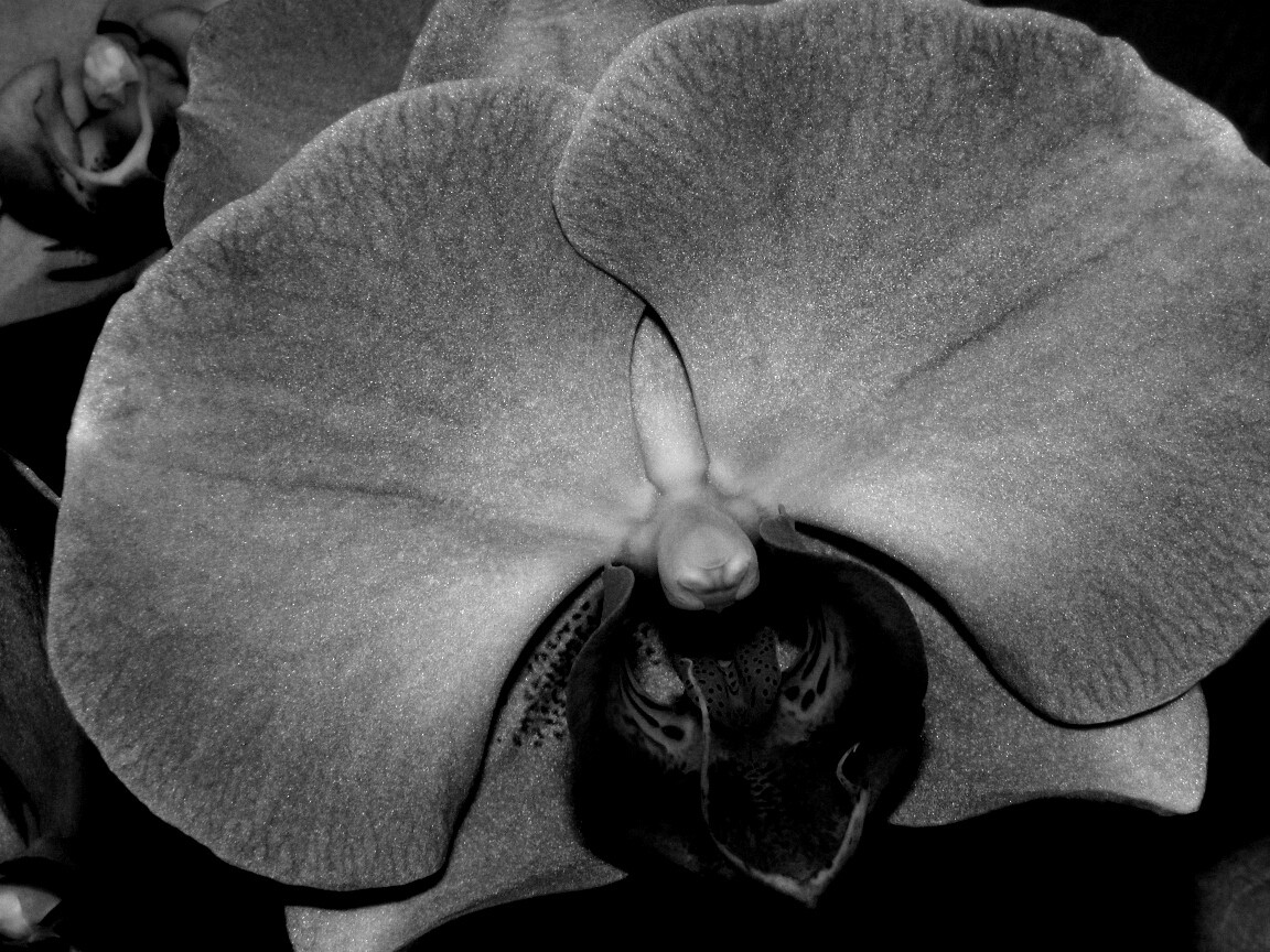 Фиолетовая орхидея обои