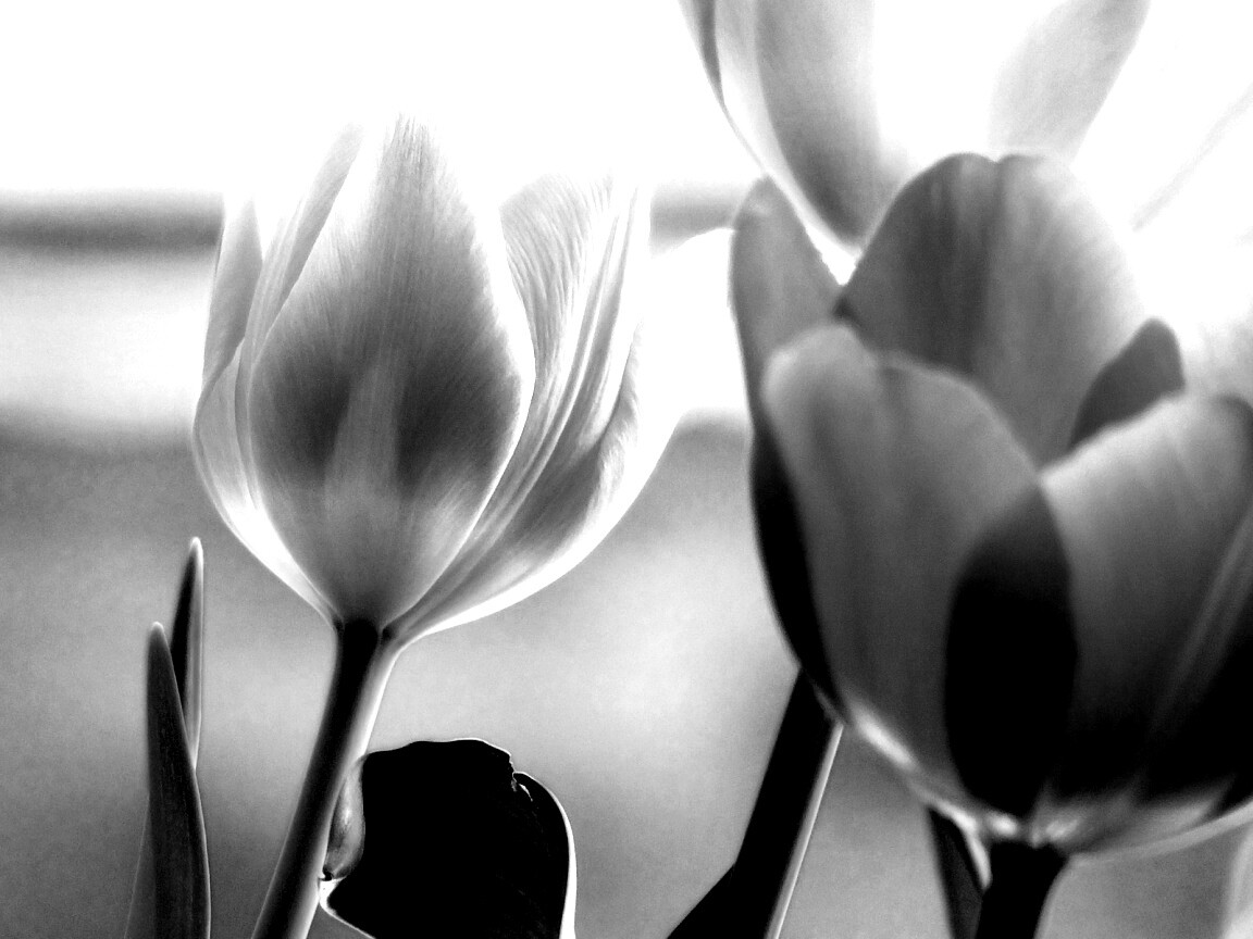 Тюльпаны обои