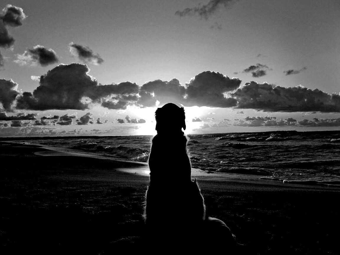 Собака наблюдающая закат на пляже обои