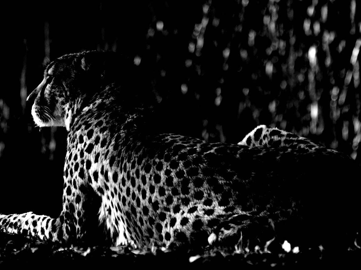 Гепард обои