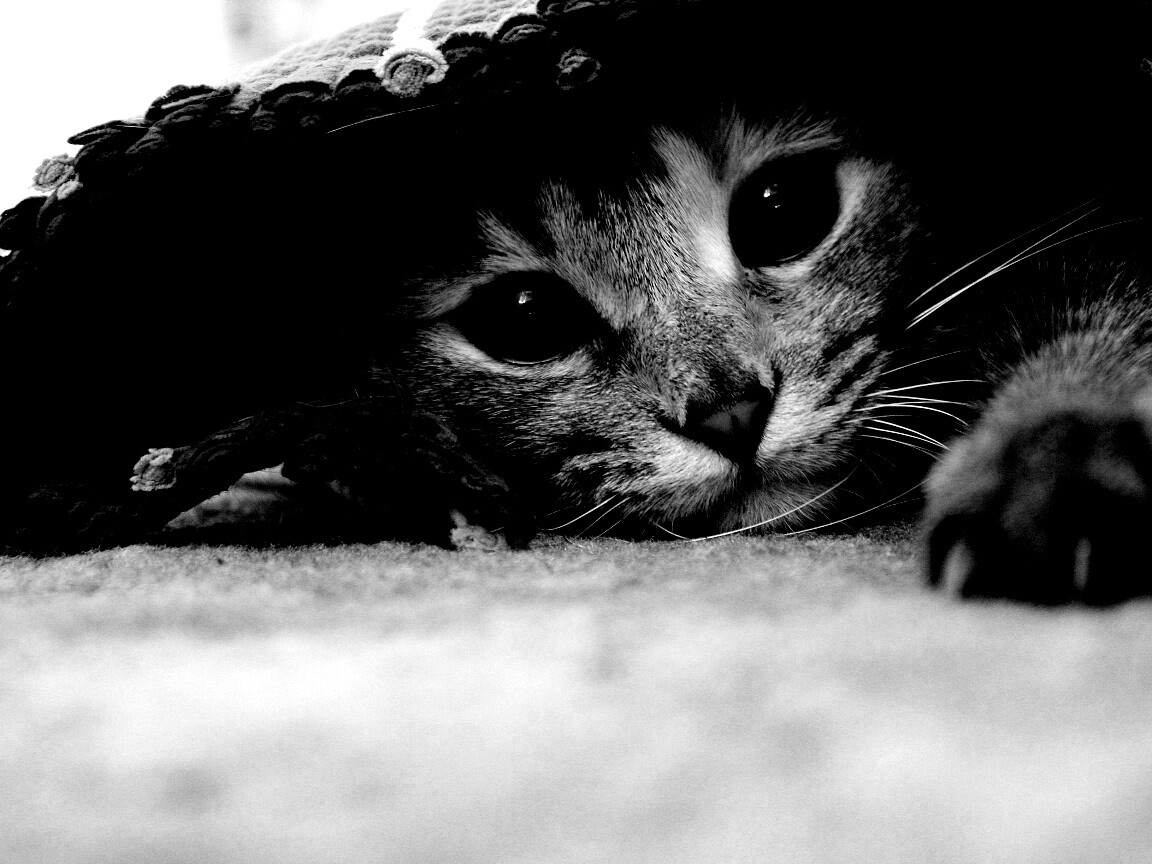 Кот под ковриком обои
