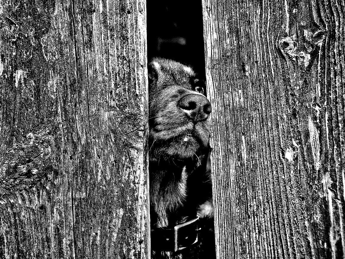 Собака выглядывает из-за забора обои