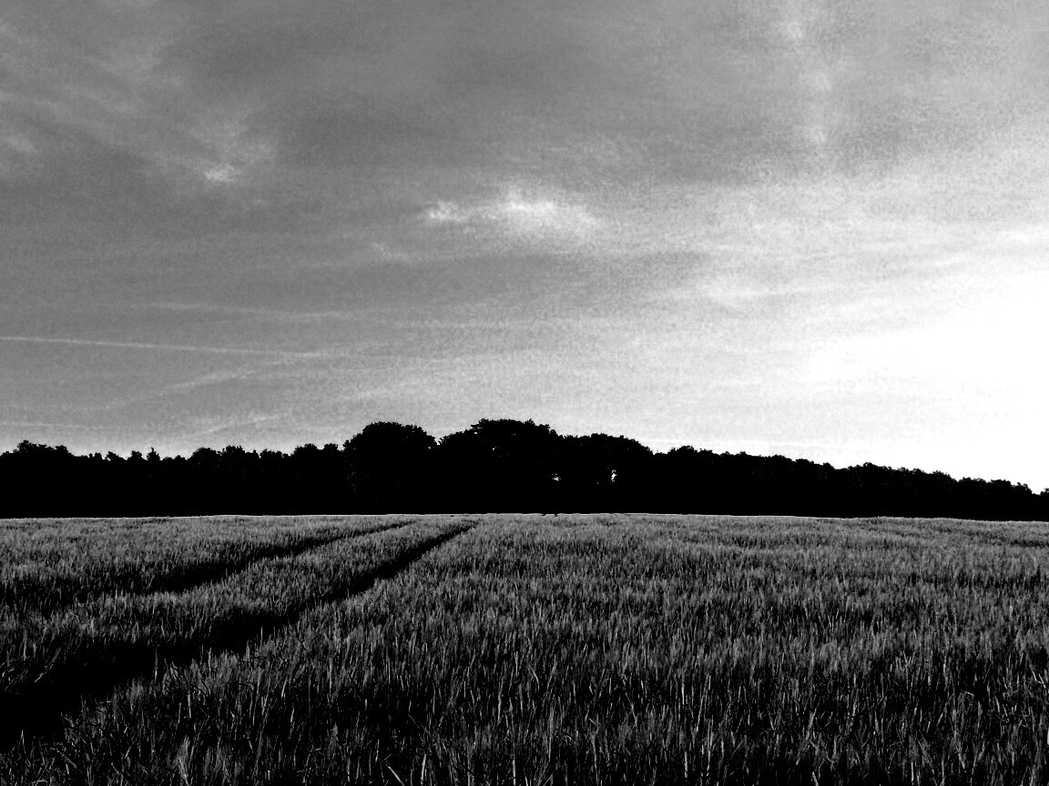 Следы колеи в поле обои