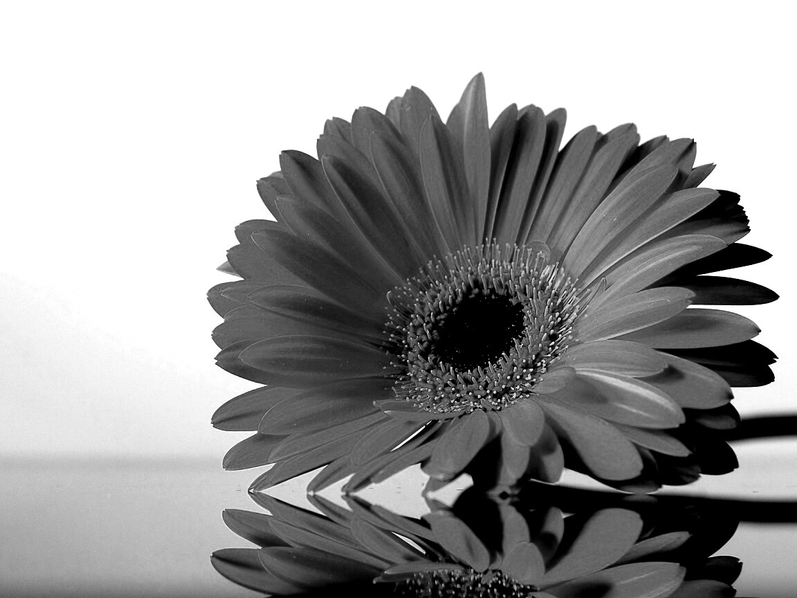 Гербер на стекле обои