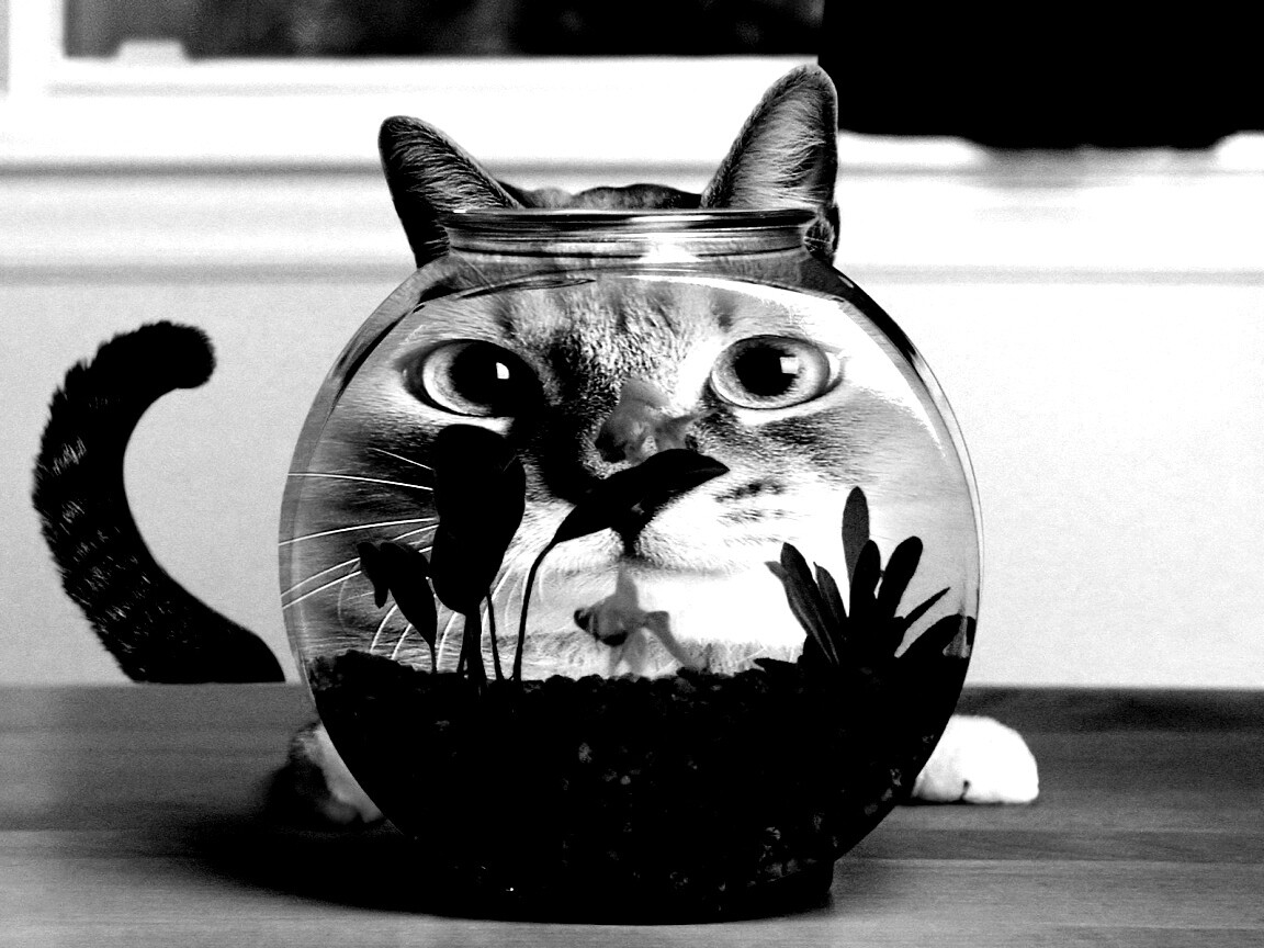 Сферический код за аквариумом обои