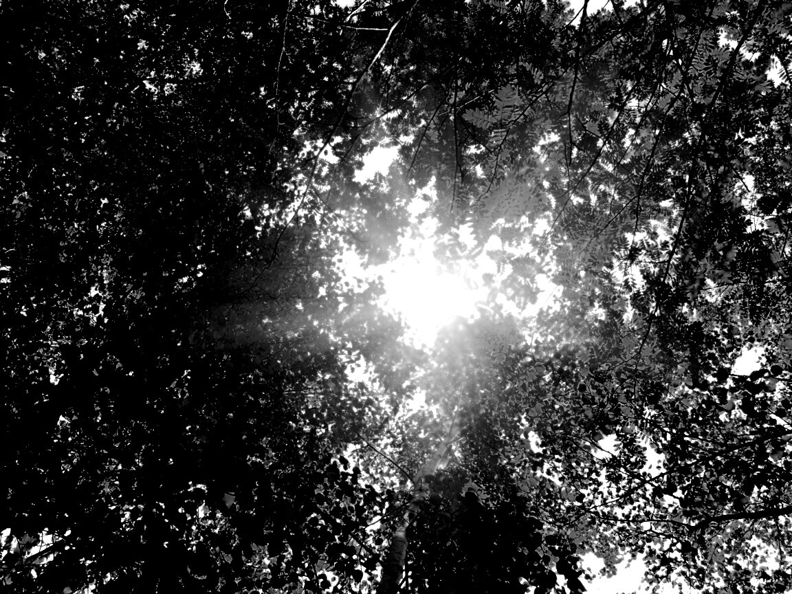 Яркий зеленоватый свет пробивающийся сквозь листву обои