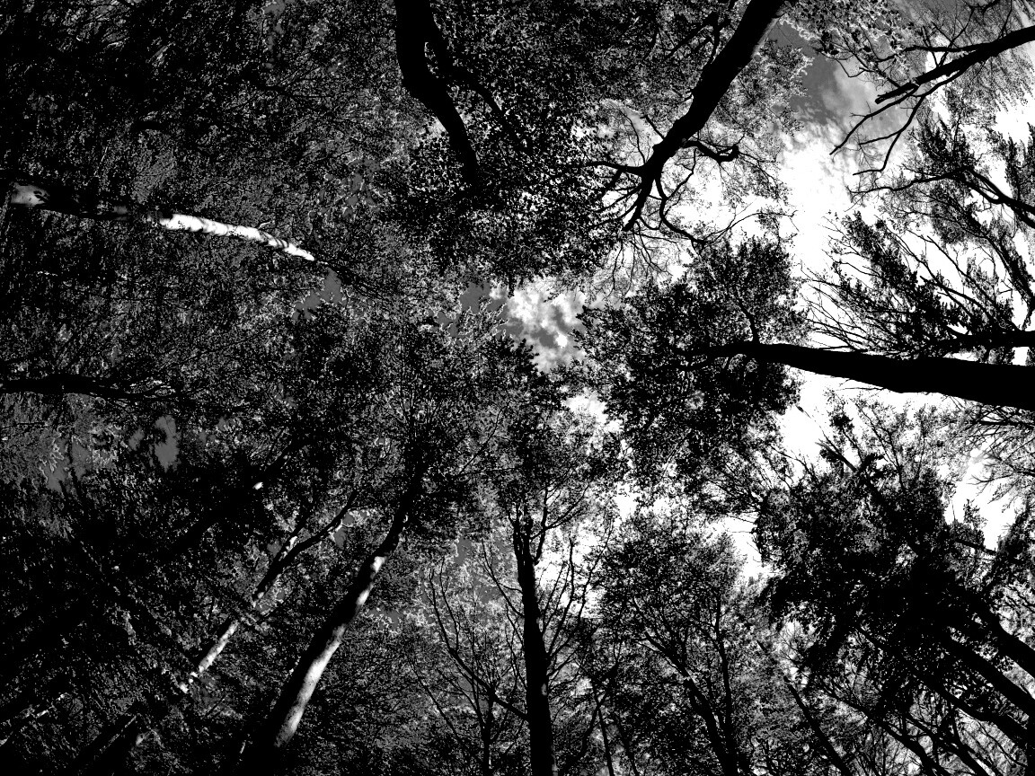 Кроны деревьев обои