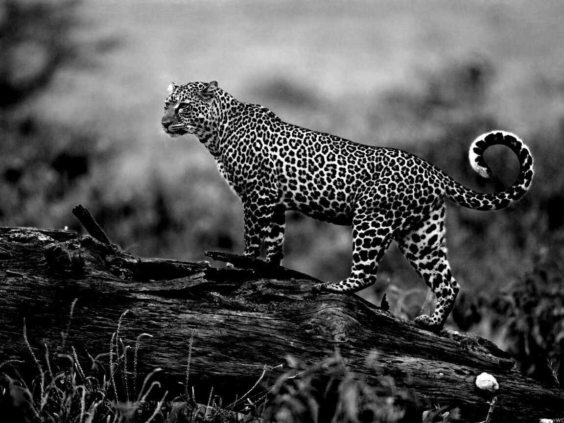 Леопард на природе обои