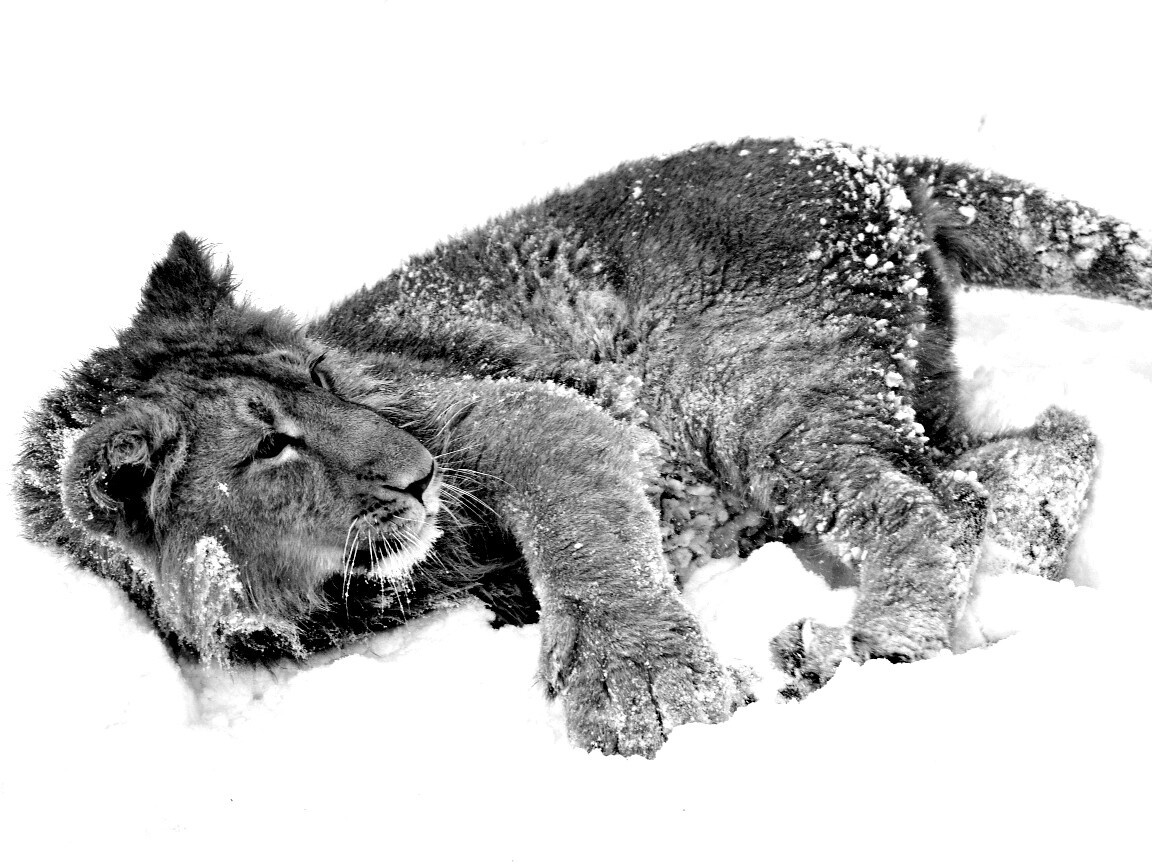 Львёнок в снегу обои