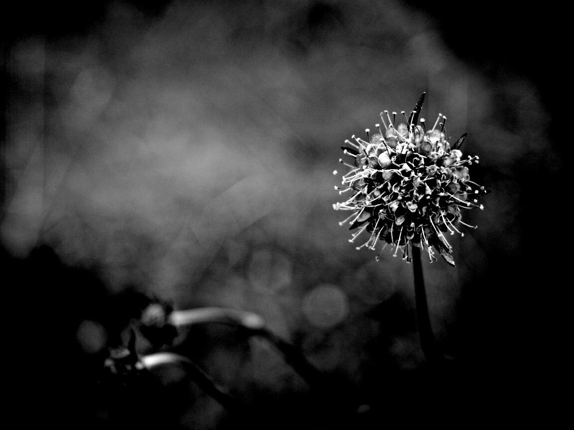 Цветок в макро обои