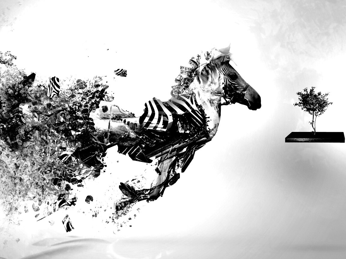 Зебра и бонсай обои