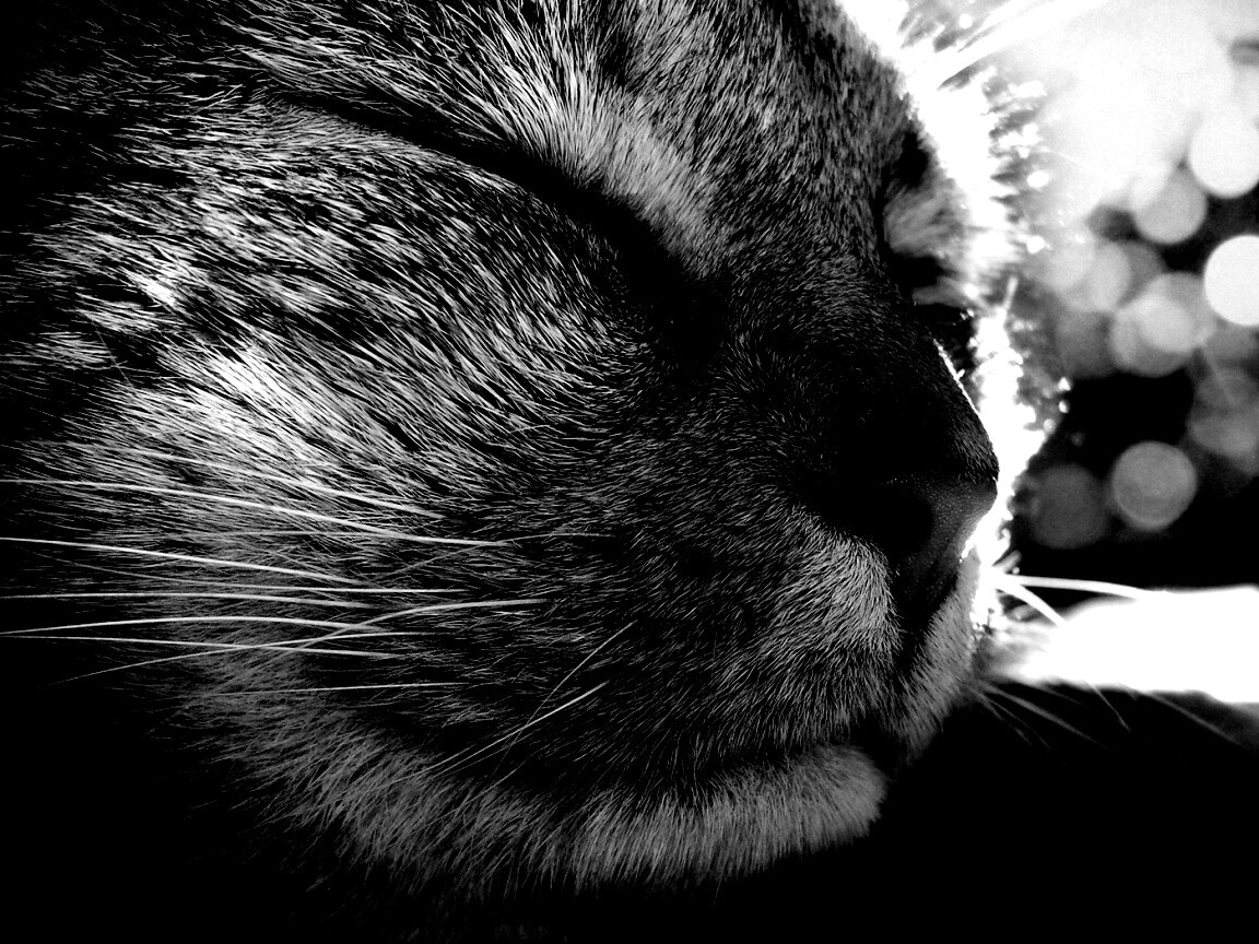 Спящий на солнце рыжий кот обои