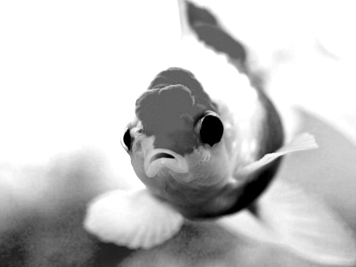 Аквариумная золотая рыбка обои