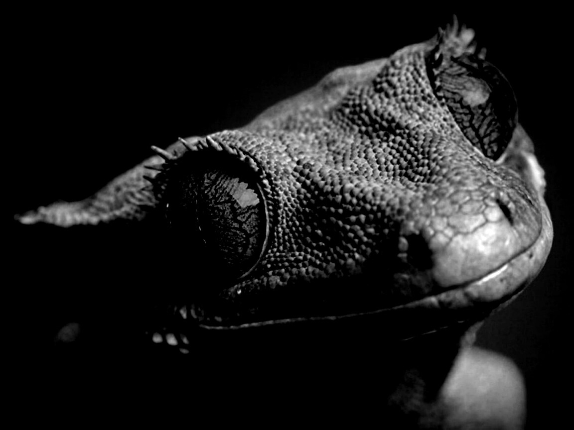 Ящерка обои