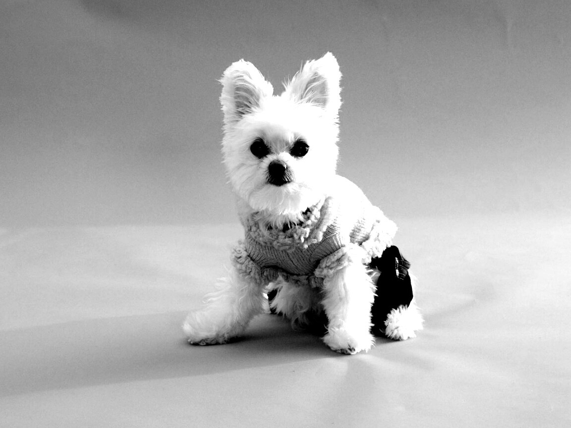 Собачка в свитере обои