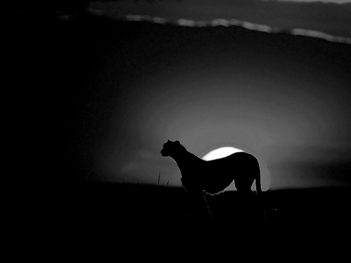 Гепард на закате обои