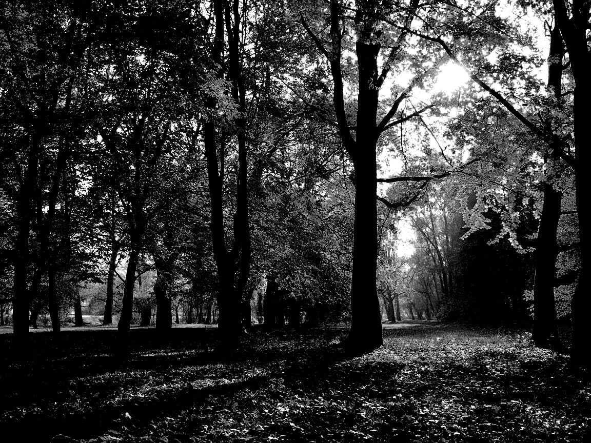 Осенний листопад в парке обои