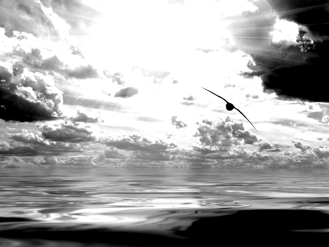 Лети как птица над волнами обои