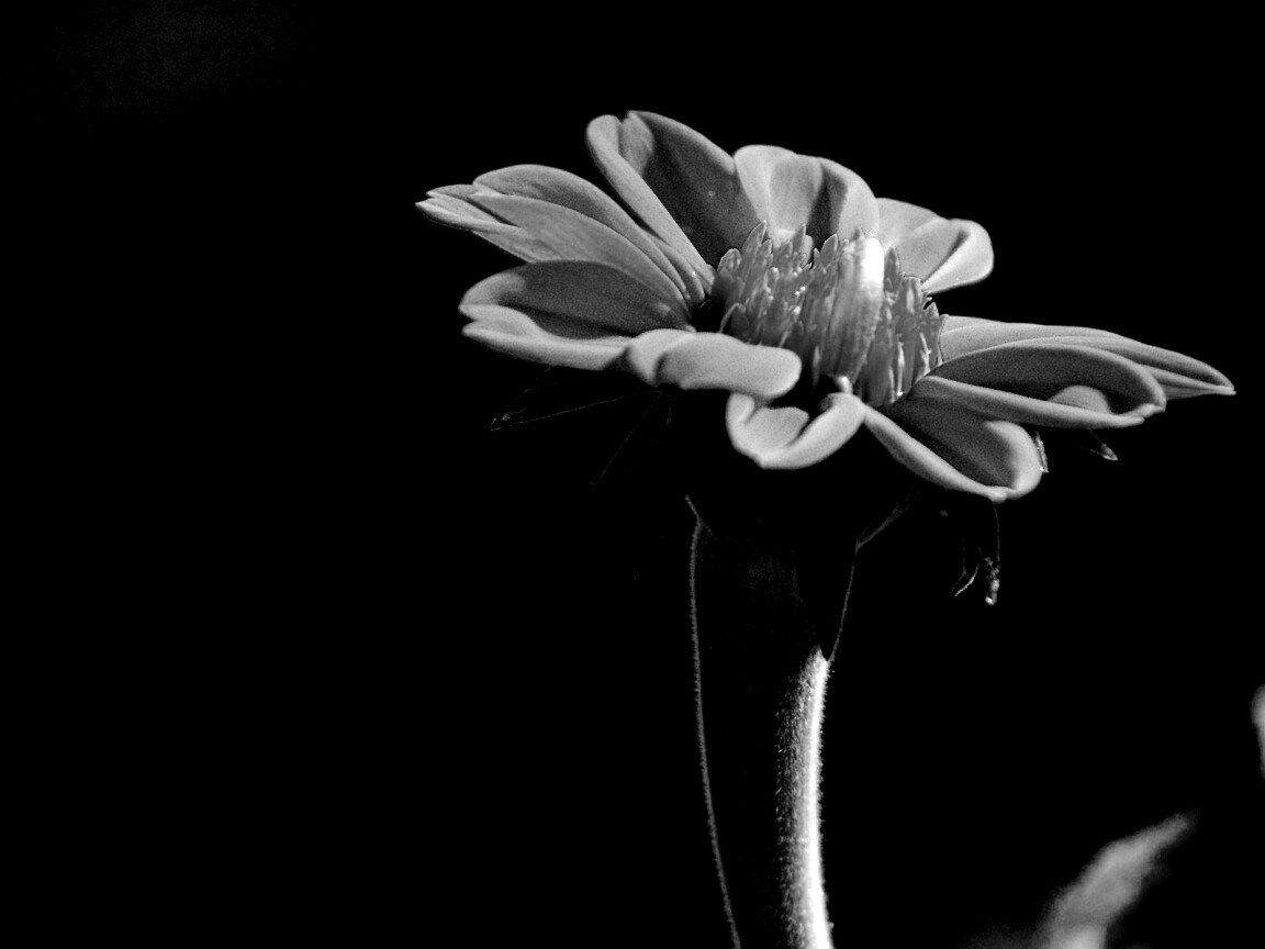 Красивый красный цветок обои