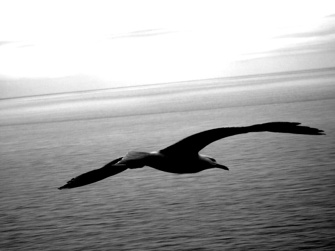 Чайка в полете обои