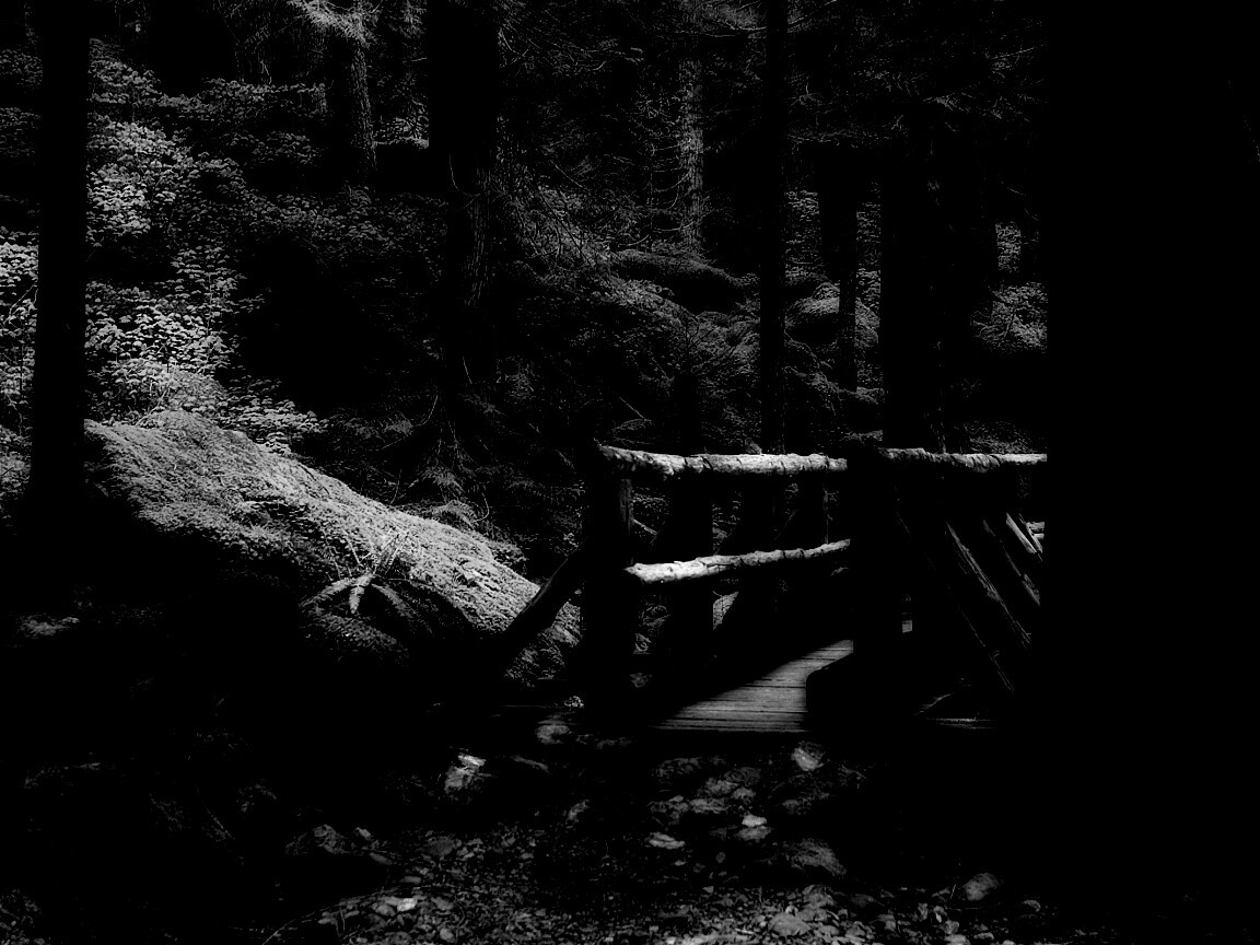 Бревенчатый мост в лесу обои