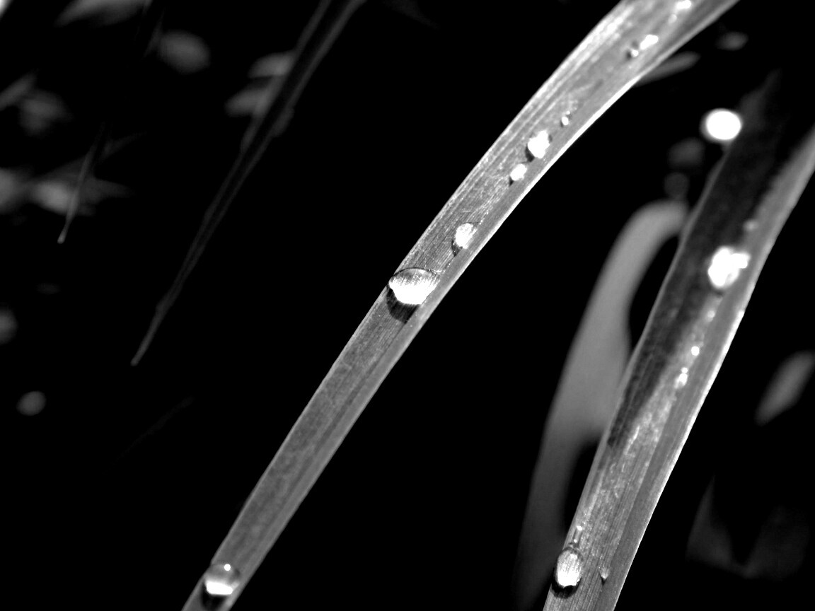 Капли росы на траве обои