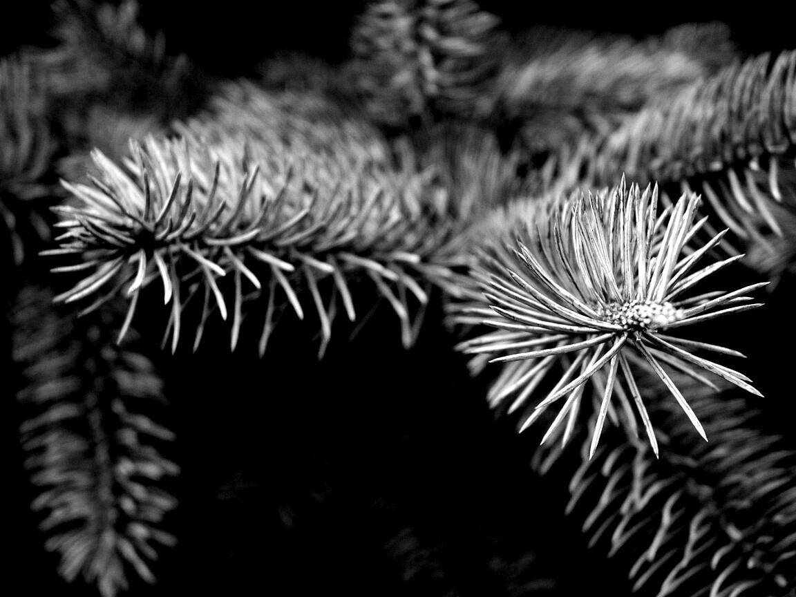 Ветки голубой ели обои