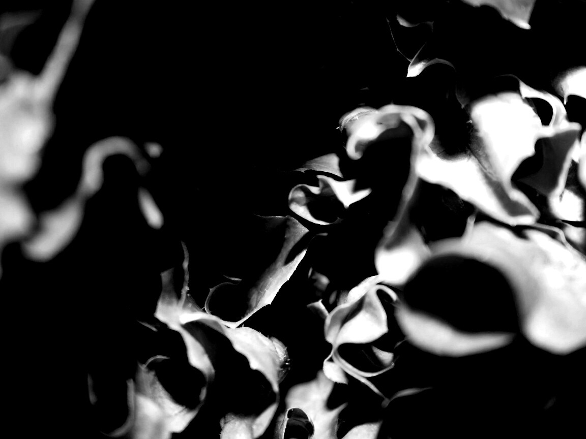 Зеленая листва обои