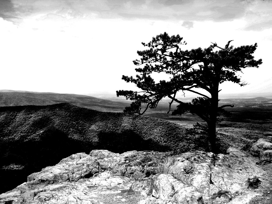 Горное дерево в черно-белых тонах обои
