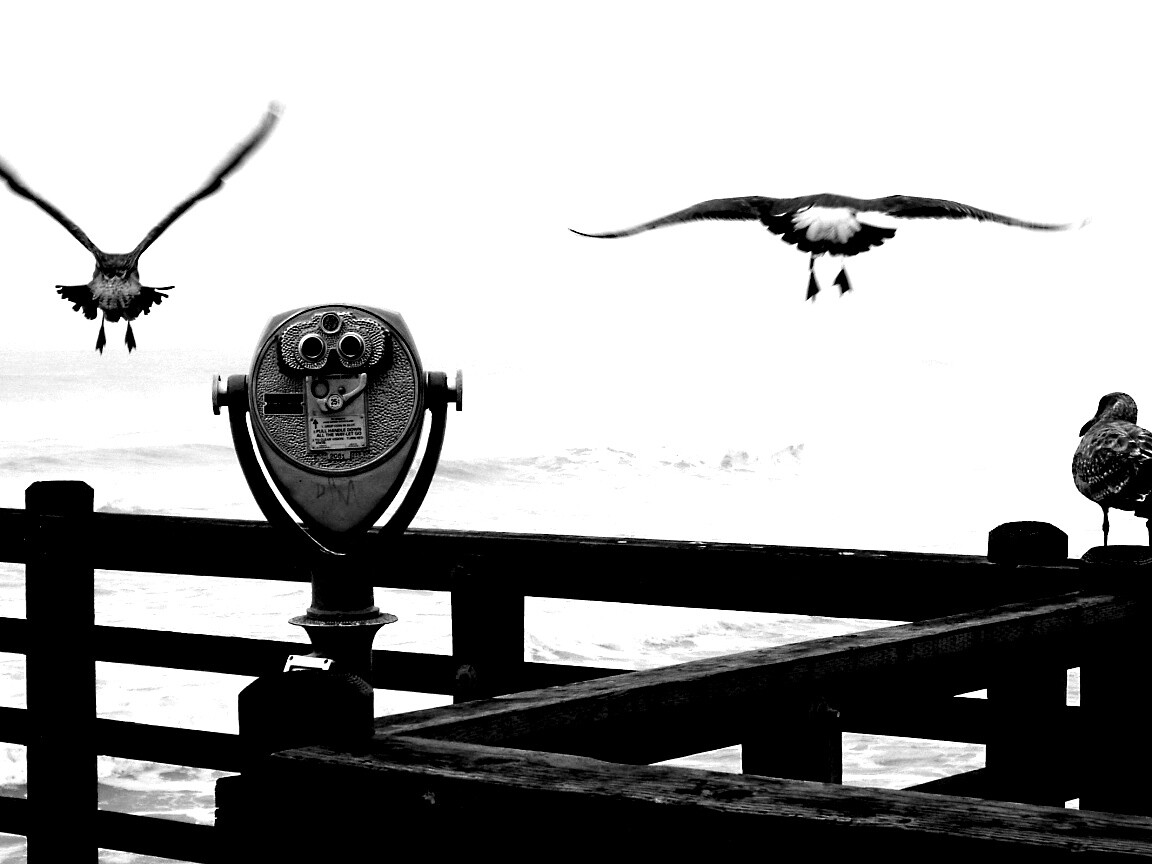 Чайки на перилах пирса обои