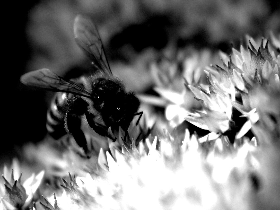 Пчела собирает пыльцу обои