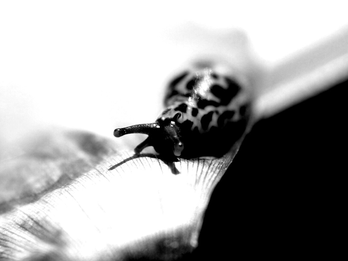 Ползущая улитка обои