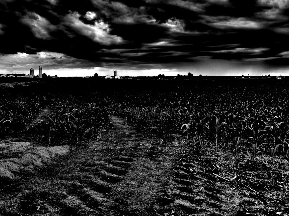 Кукурузное поле у фермы обои