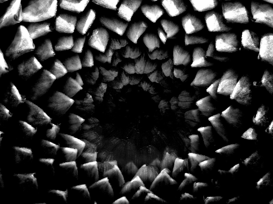 Сердцевина цветка обои