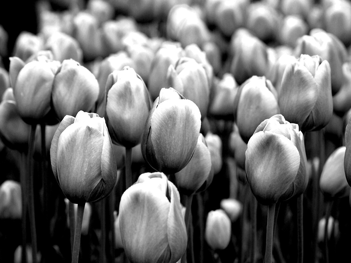 Море розовых тюльпанов обои