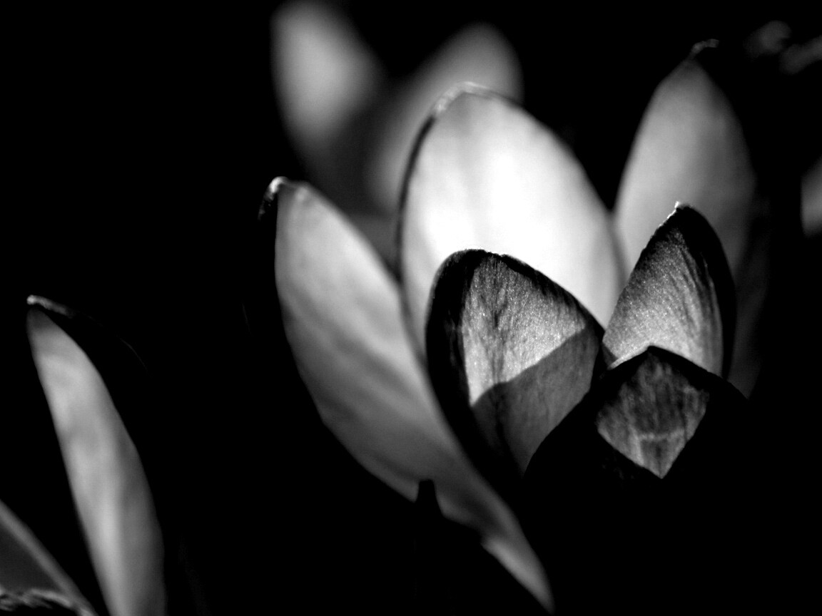 Фиолетовый крокус обои