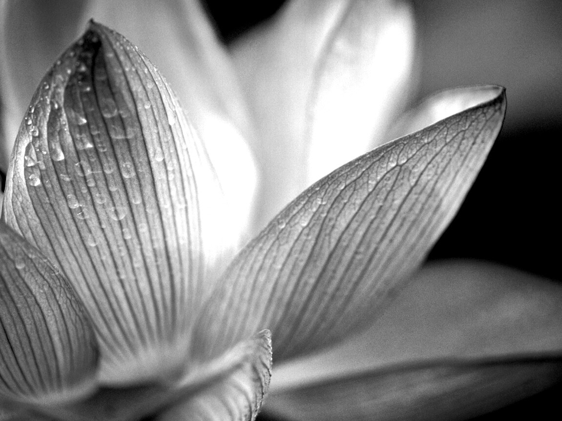 Лепестки цветов обои